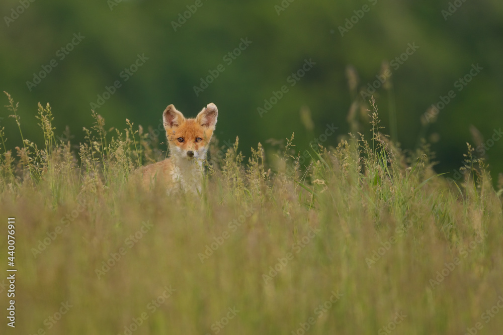 Red fox cub , Vulpes Vulpes in the grass