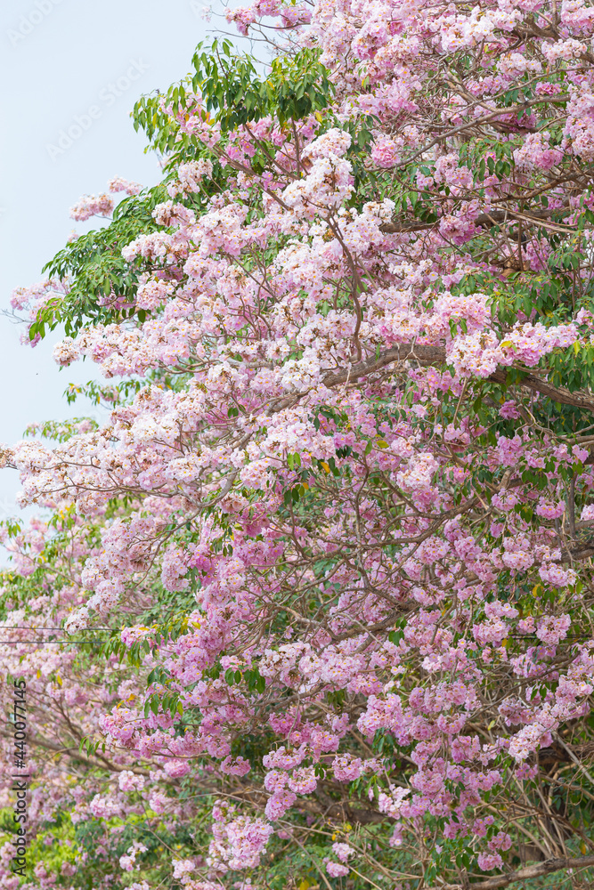 Pink trumpet tree blossom on summer time.