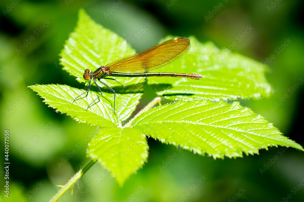Female Calopteryx Virgo Dragonfly on a green leaf Female Calopteryx Virgo Dragonfly on a green leaf