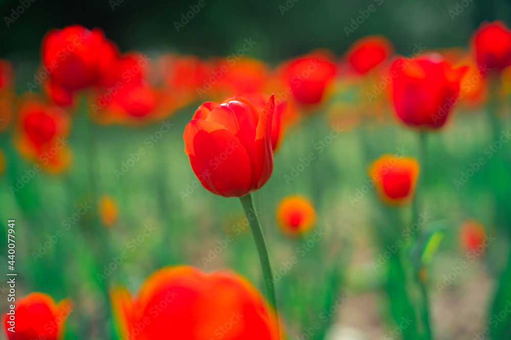 Field with red tulips, beautiful natural flower background Field with red tulips, beautiful natural flower background