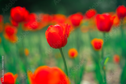 Field with red tulips  beautiful natural flower background