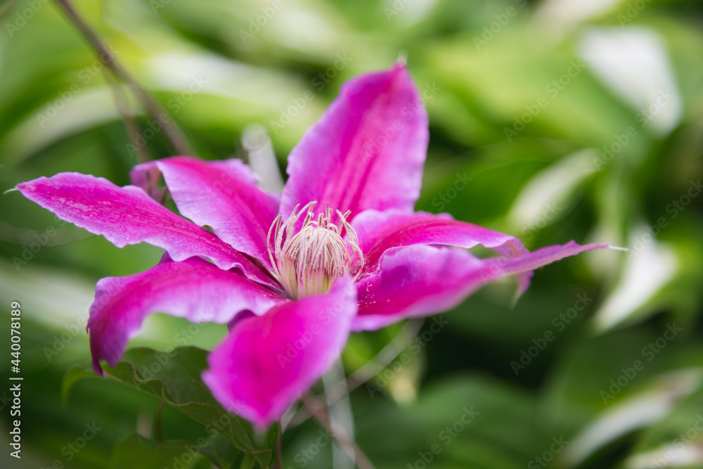 クレマチス, ピンクの花