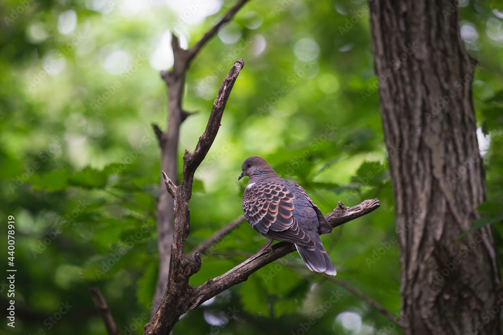 Fototapeta premium キジバト, 雉鳩, 鳩, 野鳥, 木, 森