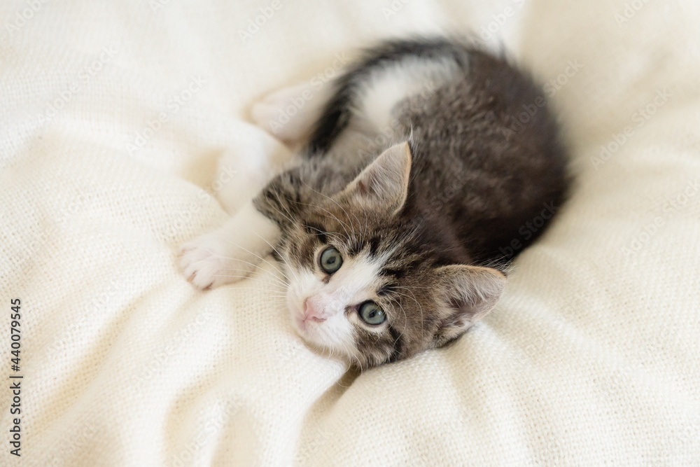 cute brown kitten cat on a white blanket at home close-up looking at the camera. High quality photo