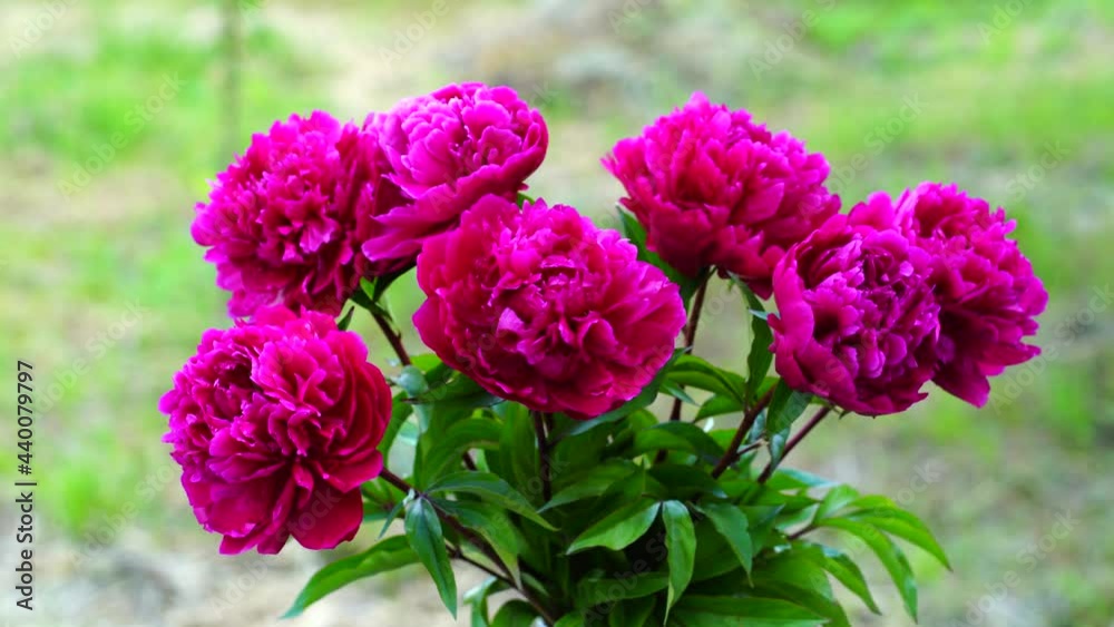 Beautiful bouquet of flowers red peonies in a glass jar with water on a wooden table in garden, Ukraine. Red peony albiflora or paeonia officinalis, close up Beautiful bouquet of flowers red peonies in a glass jar with water on a wooden table in garden, Ukraine. Red peony albiflora or paeonia officinalis, close up