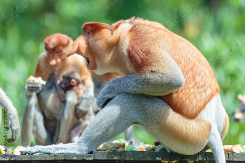 The proboscis monkey (Nasalis larvatus) or long-nosed monkey is a reddish-brown arboreal Old World monkey with an unusually large nose. It is endemic to the southeast Asian island of Borneo.