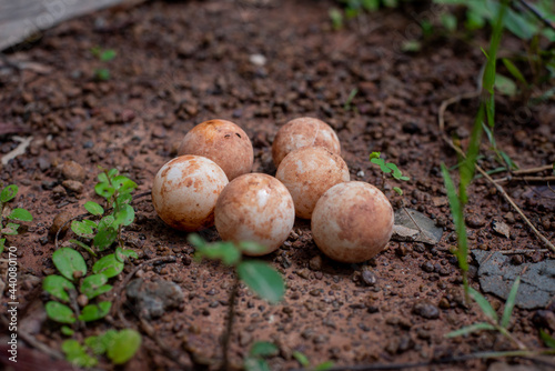 Eggs of Turtle or snapping turtle on the floor.