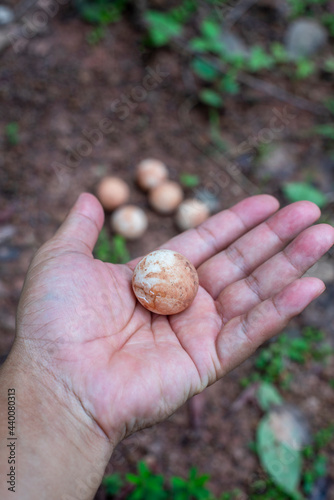 Cracked Egg of Turtle or snapping turtle in the hands on a blurred background. Portraitsize © KAVIN