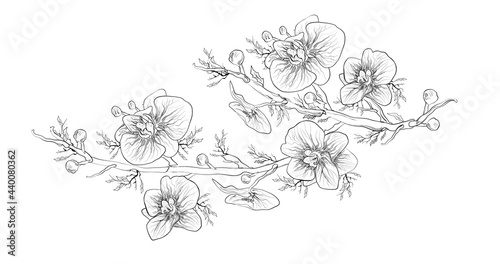 The orchid is a tropical symbol of love  a holiday. Floral botanical flower isolated on a white background. monochrome  object  art element with exotic branches  leaves for print  paper