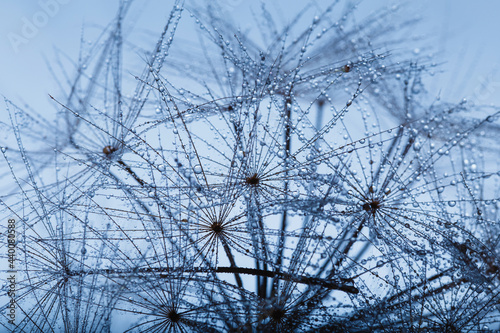 Background of dandelion with water drops.
