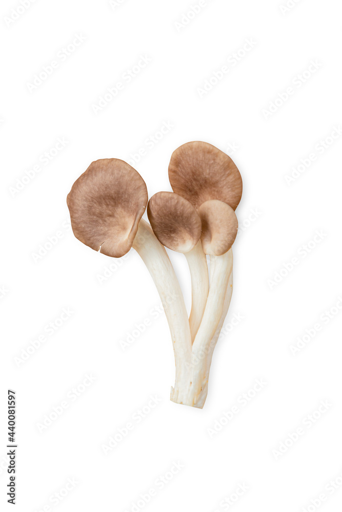 Bhutan Fairy Mushroom, Indian Oyster, Phoenix Mushroom, Lung Oyster on white background

