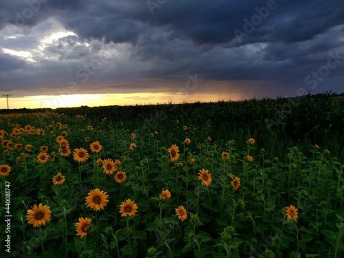Sonnenblumenfeld mit Gewitterwolken