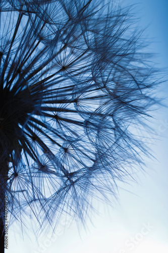 Background of dandelion with water drops.