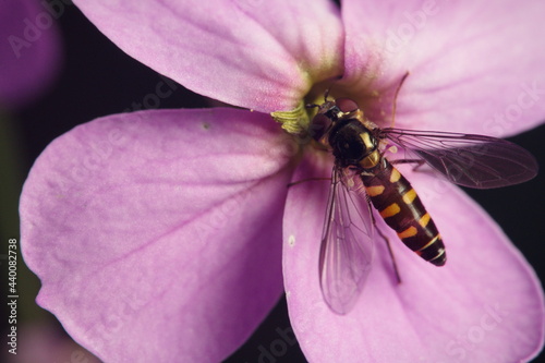 Black and orange hover fly on pink magenta flower