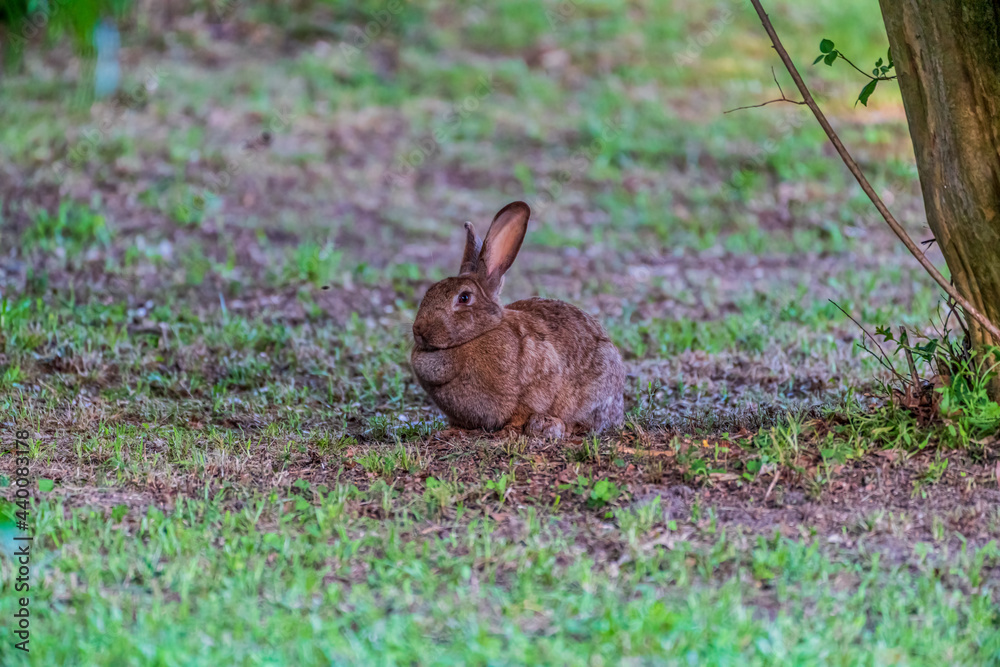 Fototapeta premium rabbit in the grass