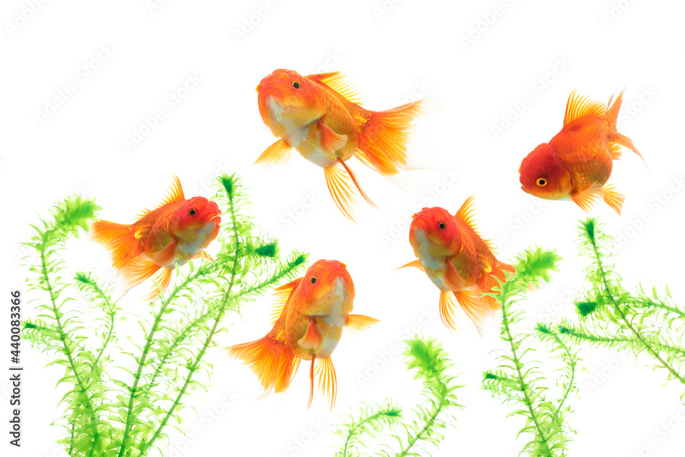 Goldfish in aquarium with green plants on white background