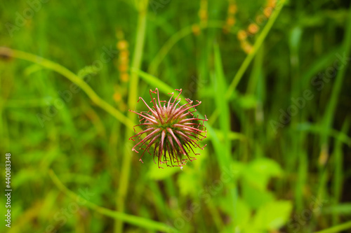 strange seed head of a wild flower isolated on a green natural background