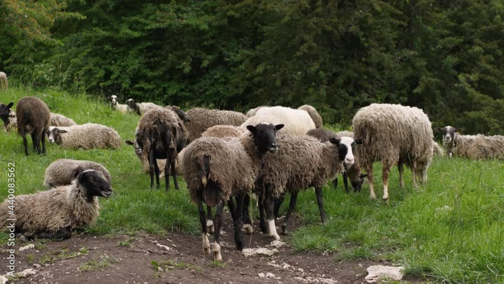 A herd of sheep with dirty shedding wool on a pasture in the mountains of Russia. The concept of agriculture A herd of sheep with dirty shedding wool on a pasture in the mountains of Russia. The concept of agriculture
