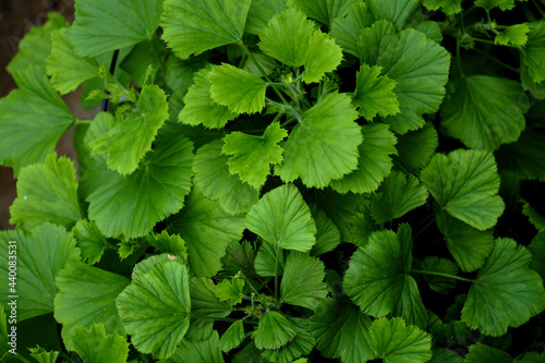 Potted plant Pelargonium royal (Aristo white)