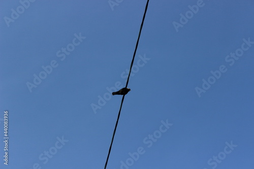 Minimalism. The bird on the wire.