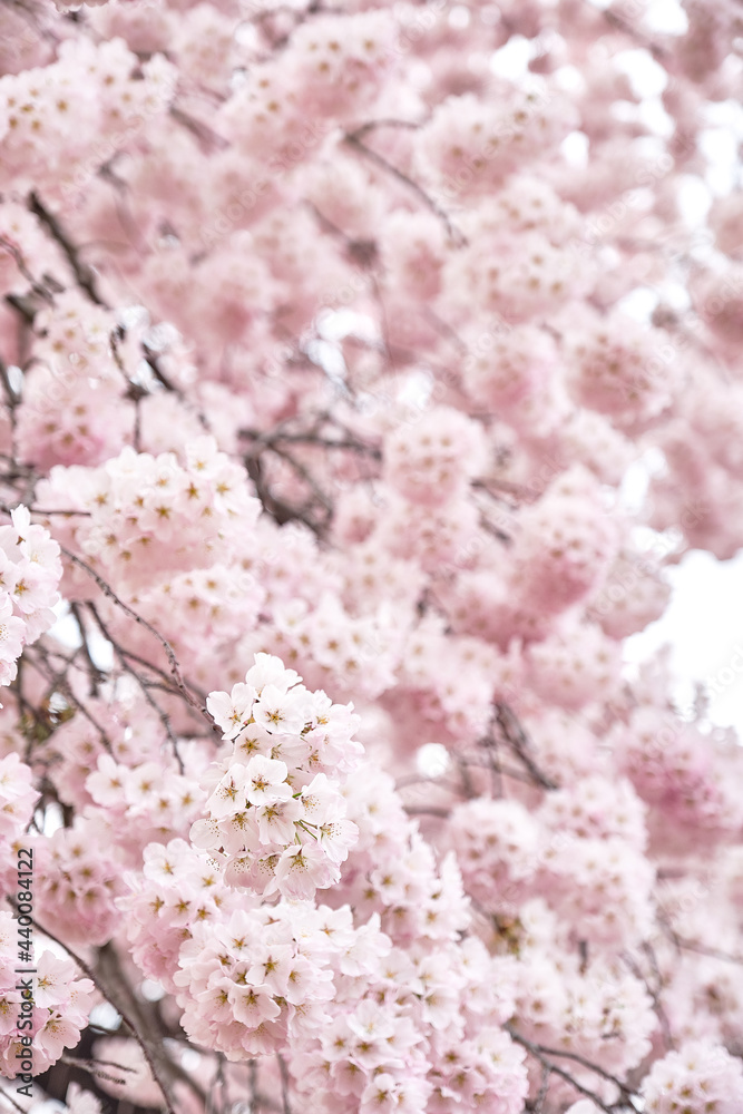 Peak bloom on the Cherry Blossom trees around the Tidal Basin during the 2019 Washington DC Cherry Blossom Festival in Pinks and whites Peak bloom on the Cherry Blossom trees around the Tidal Basin during the 2019 Washington DC Cherry Blossom Festival in Pinks and whites