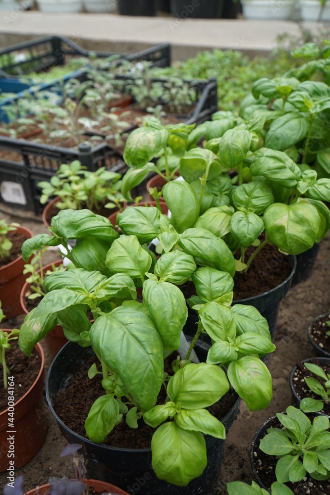 Seasoning plant Genoese Basil (Basilicum Genovese) in a pot Seasoning plant Genoese Basil (Basilicum Genovese) in a pot