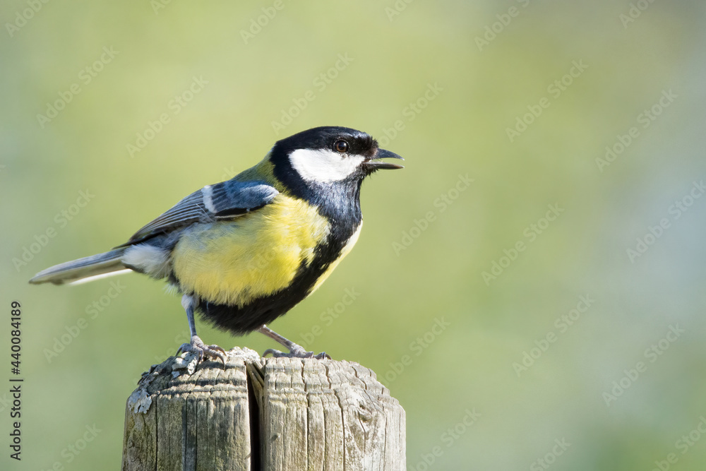 Great tit - Parus major - perching