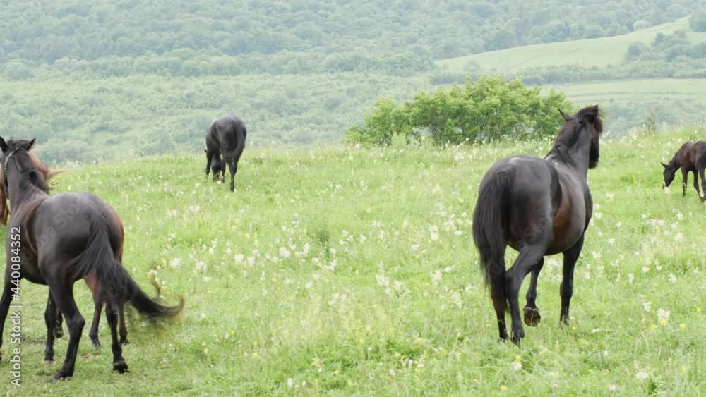 Two black stallions jump on each other, and then sort out to the sides. Mountain pasture. The concept of agriculture Two black stallions jump on each other, and then sort out to the sides. Mountain pasture. The concept of agriculture