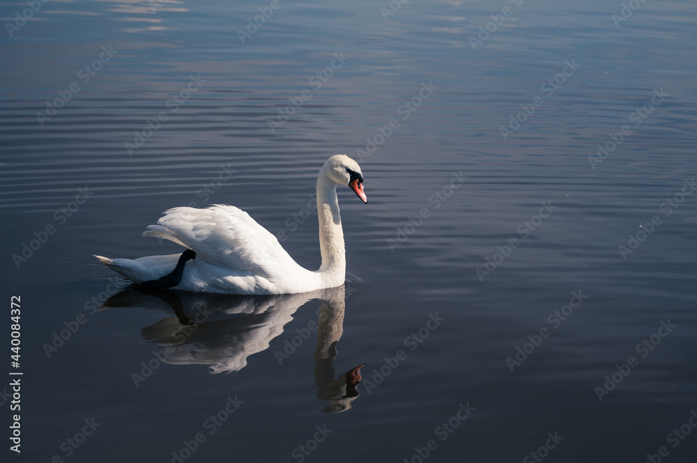 Beautiful bird. Graceful swan in lake or river. Reflection in water. Summer day. Beautiful bird. Graceful swan in lake or river. Reflection in water. Summer day.