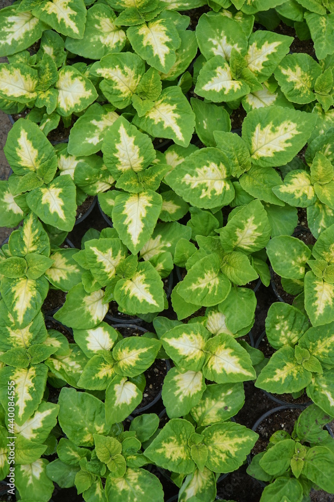 Background from the leaves of the ornamental plant Graptophyllum pictum