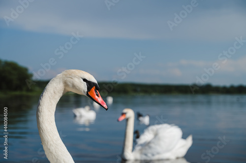 Fototapeta Naklejka Na Ścianę i Meble -  Beautiful bird. Graceful swan near lake or river shore. City birds. Summer day.