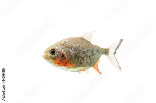 Piranha fish - Serrasalmus nattereri isolated on white background