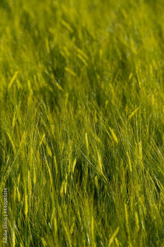 Young Wheat ears illuminated by sunlight. Gorgeous shape of the Wheat spikes. concept of a good harvest in an agricultural field. green spikelets. rye, close-up. green natural background
