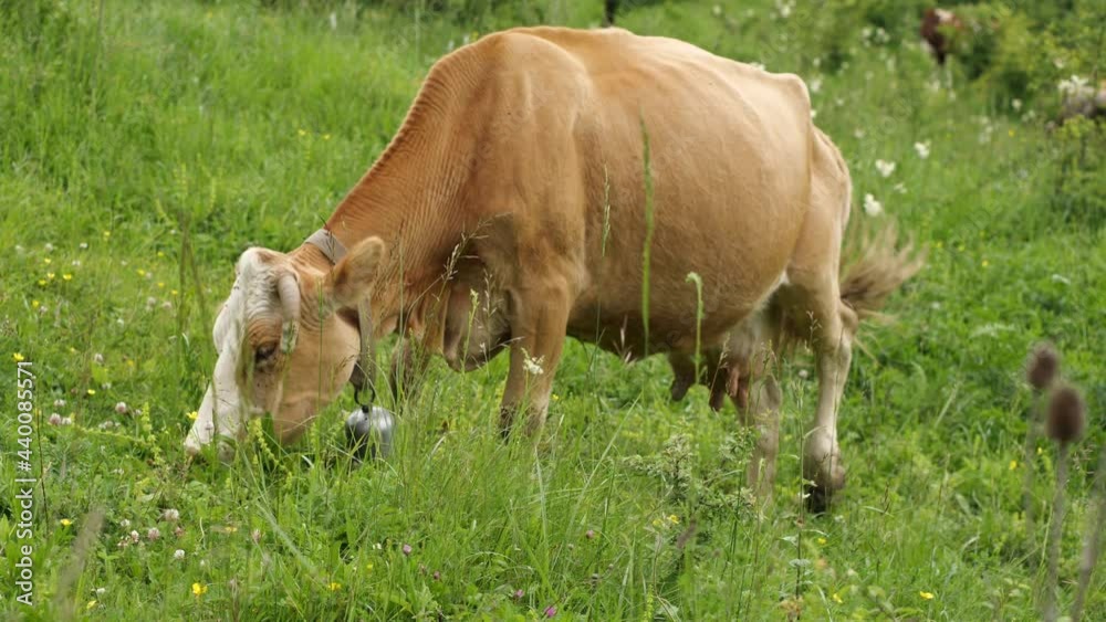 A big red cow is eating grass in the pasture. The concept of agriculture A big red cow is eating grass in the pasture. The concept of agriculture