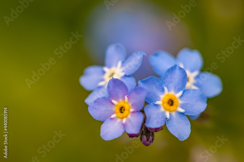 Fototapeta Naklejka Na Ścianę i Meble -  Myosotis flowers in the garden, close up shoot	