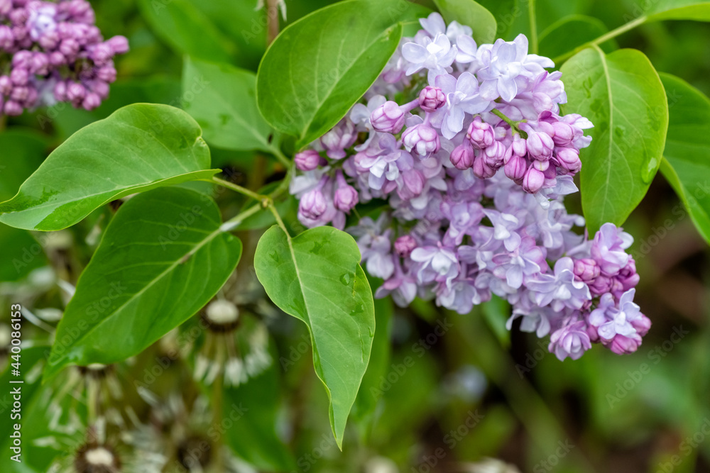 A branch of lilac flowers with green leaves close-up on a blurred background. A branch of lilac flowers with green leaves close-up on a blurred background.