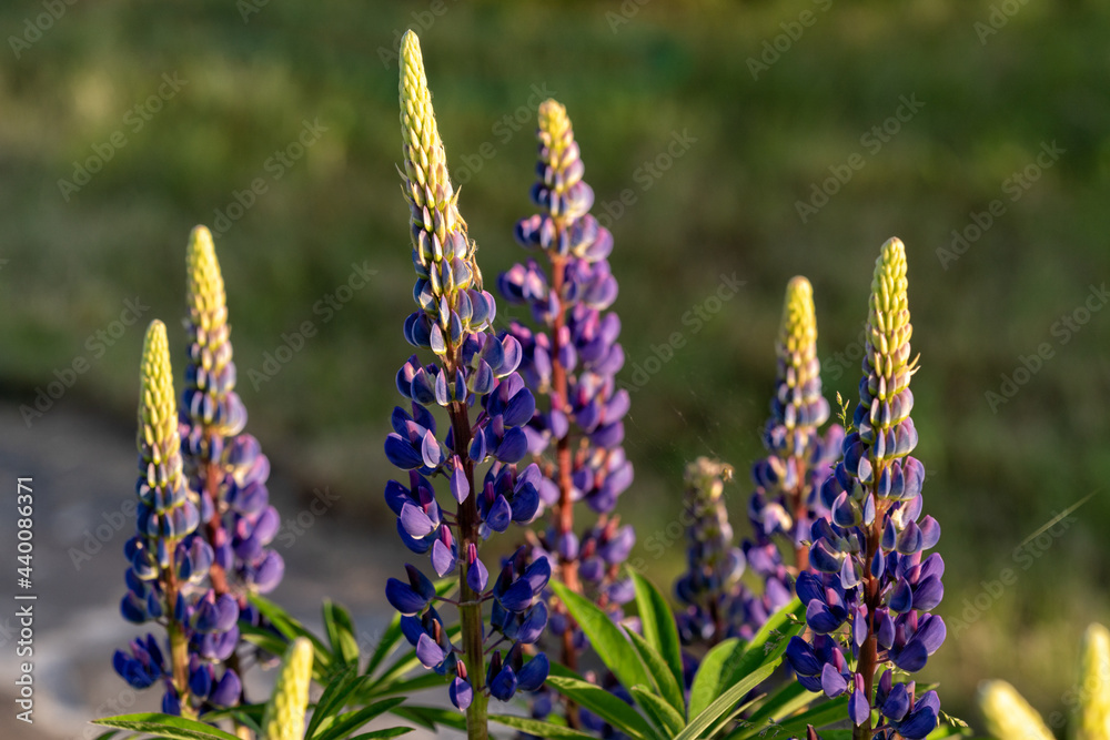 Fototapeta premium Bright purple Lupine flowers in the garden, under the rays of setting sun.