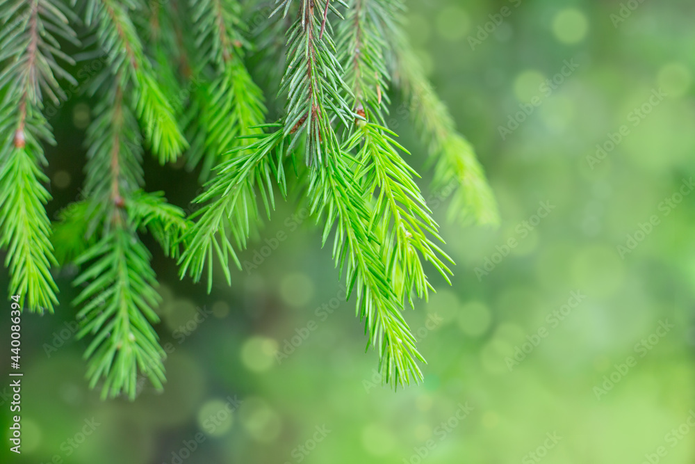 Young green fresh branches of spruce. Evergreen, Christmas festive background with beautiful bokeh, selective focus