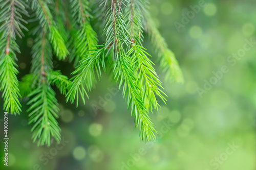 Young green fresh branches of spruce. Evergreen, Christmas festive background with beautiful bokeh, selective focus