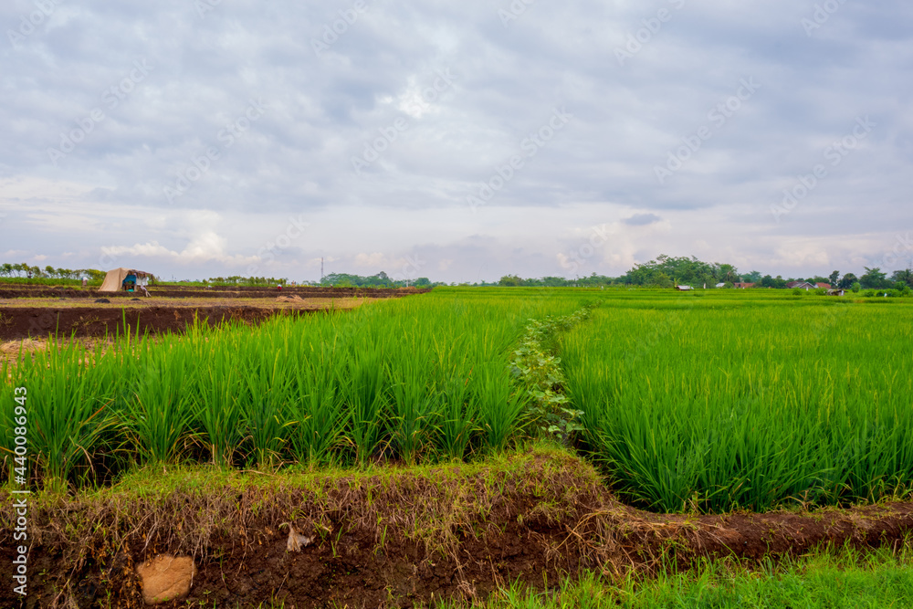 field and blue sky