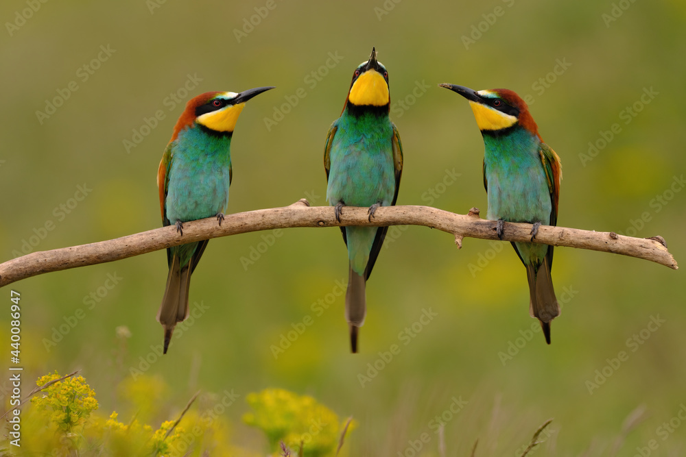 Group of colorful bee-eater on tree branch, against of yellow flowers background Group of colorful bee-eater on tree branch, against of yellow flowers background
