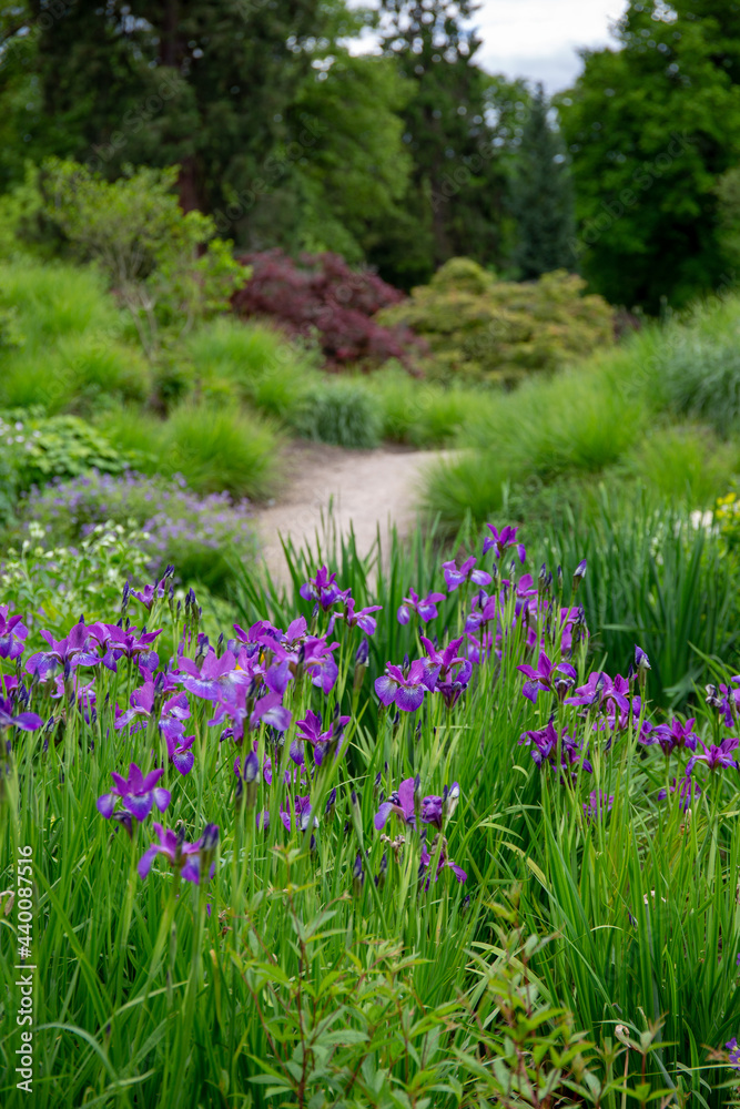 Beautiful path in green park with purple flowers