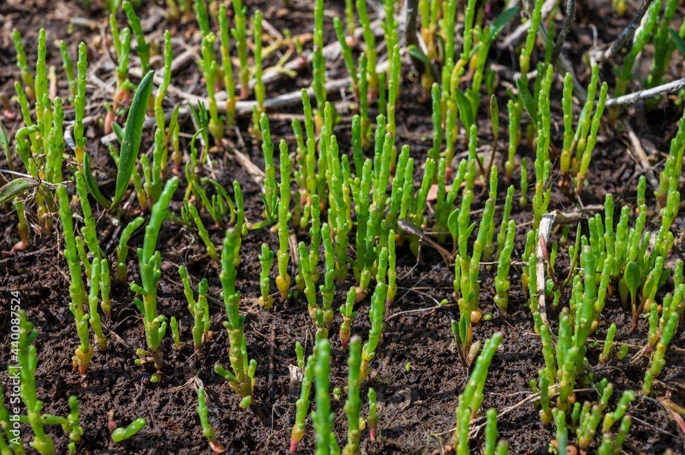 Botanical collection, edible sea succulent plant, Salicornia or sea glassworth weed, growing on salt marshes Botanical collection, edible sea succulent plant, Salicornia or sea glassworth weed, growing on salt marshes