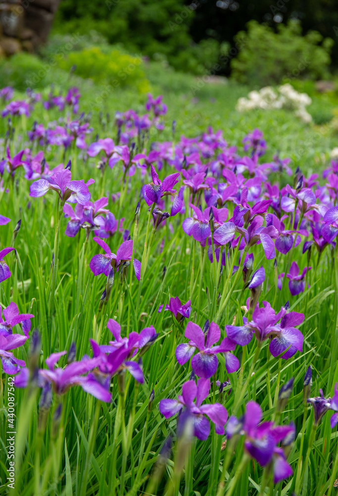 Clusters of lilac flowers in a field