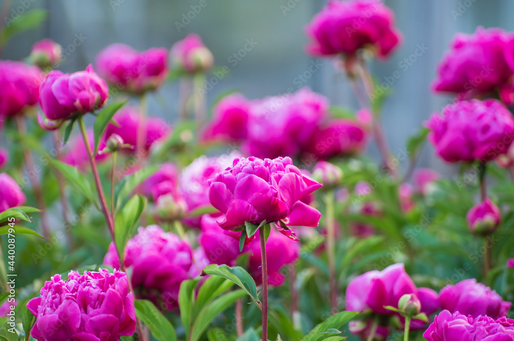 Seasonal blossoming of colorful big peony roses in garden Seasonal blossoming of colorful big peony roses in garden