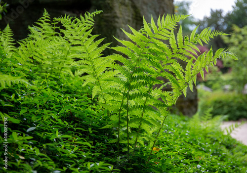 Detail of ferns in a garden