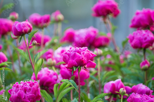 Seasonal blossoming of colorful big peony roses in garden