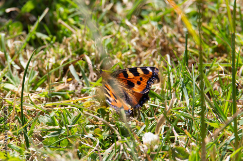 tortoise shell butterfly resting in the grass