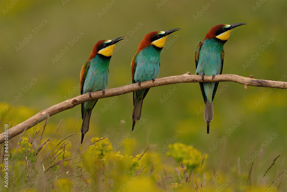 Fototapeta premium Group of colorful bee-eater on tree branch, against of yellow flowers background