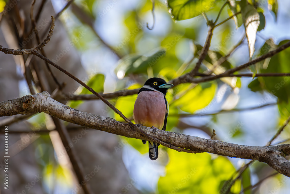 Nature wildlife image of Black-and-yellow broadbill Sabah, Borneo. Nature wildlife image of Black-and-yellow broadbill Sabah, Borneo.